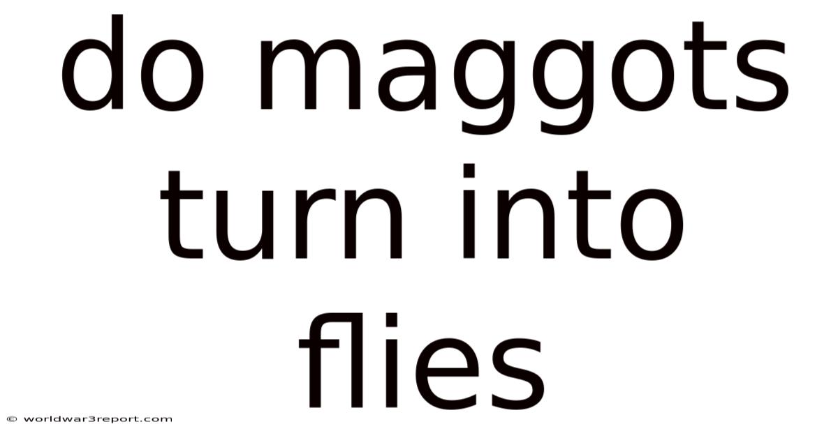 Do Maggots Turn Into Flies