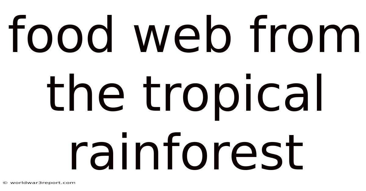 Food Web From The Tropical Rainforest