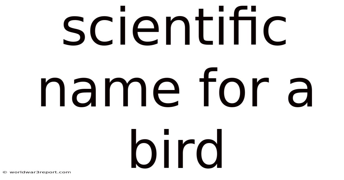 Scientific Name For A Bird