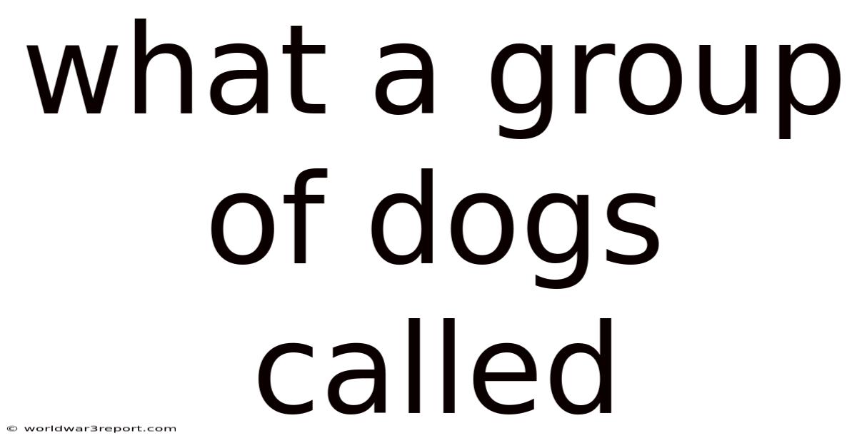 What A Group Of Dogs Called