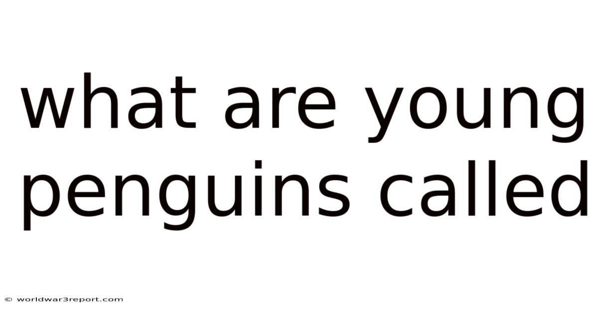 What Are Young Penguins Called