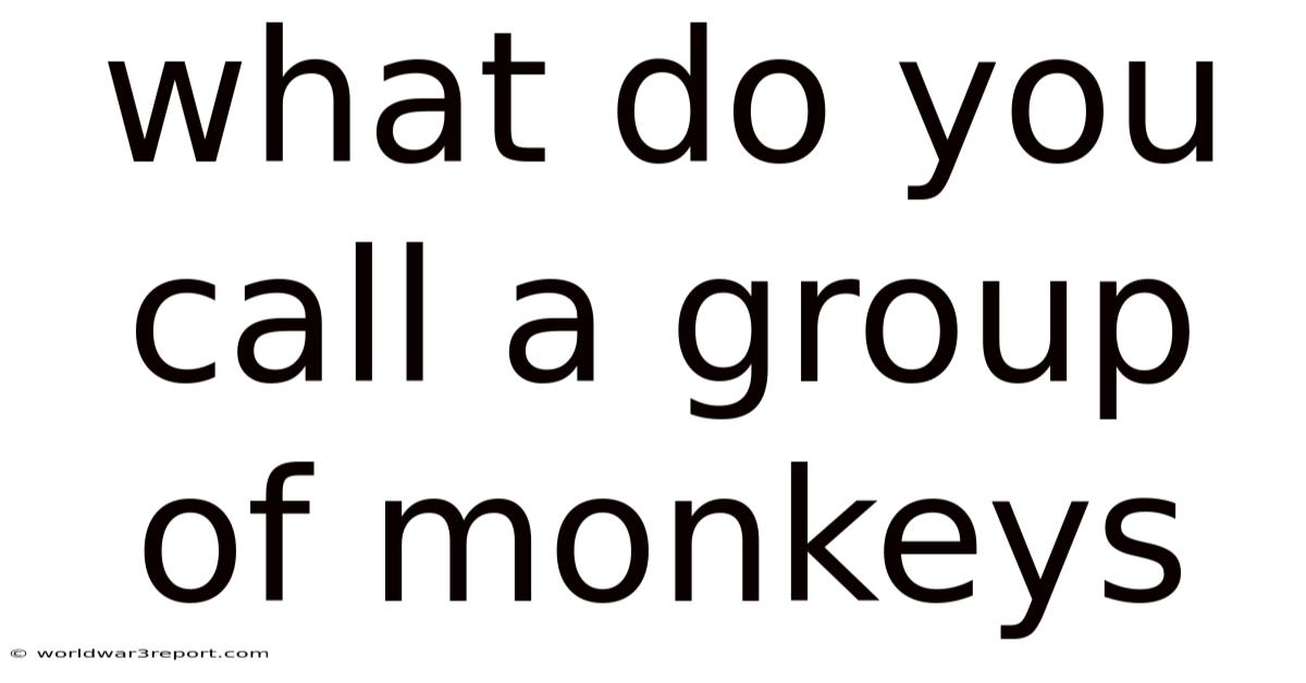 What Do You Call A Group Of Monkeys