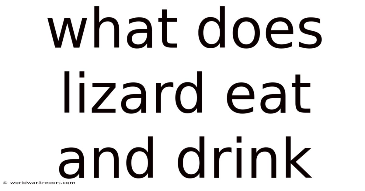 What Does Lizard Eat And Drink