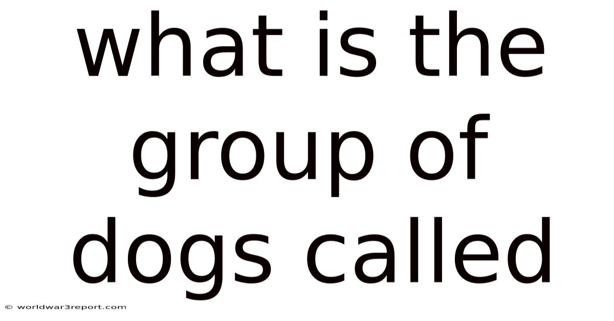 What Is The Group Of Dogs Called